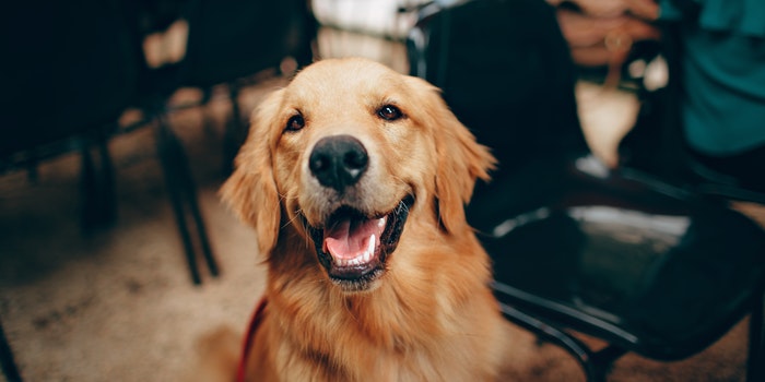 Camping in a tent with a dog - happy dog