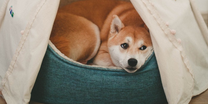 camping in a tent with a dog - dog in a tent