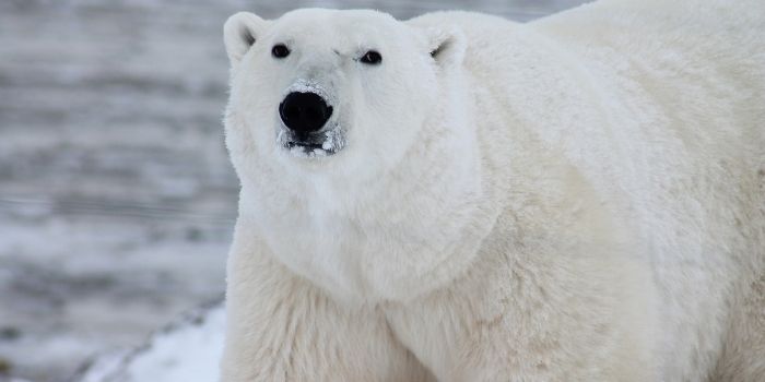 camping in the snow - polar bear